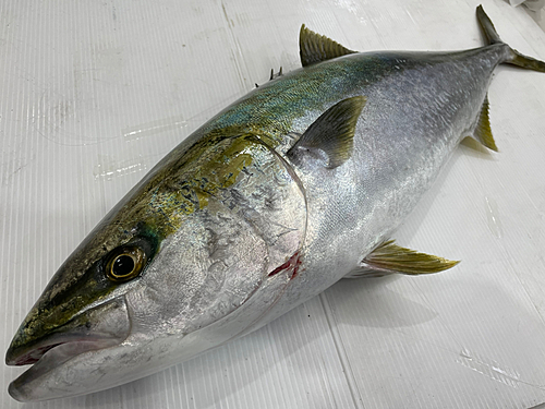 ブリの釣果