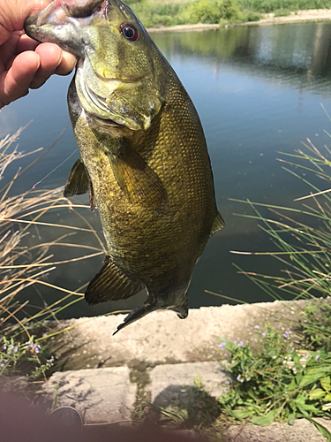 スモールマウスバスの釣果