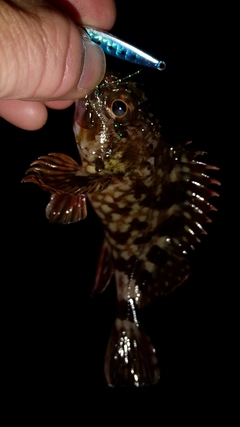 アコウの釣果