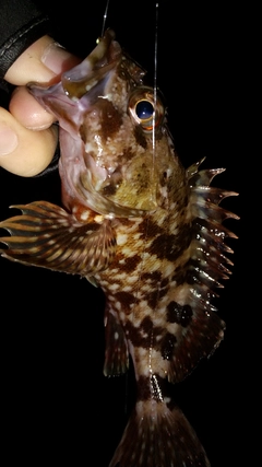 アコウの釣果