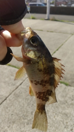 メバルの釣果