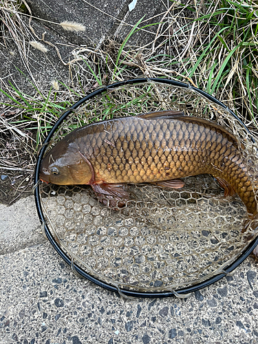 コイの釣果