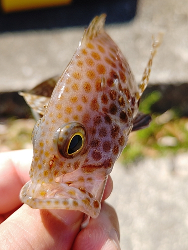 オオモンハタの釣果