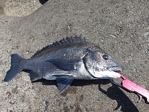 チヌの釣果