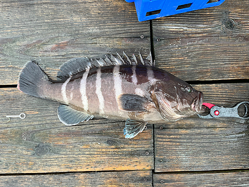 マハタの釣果