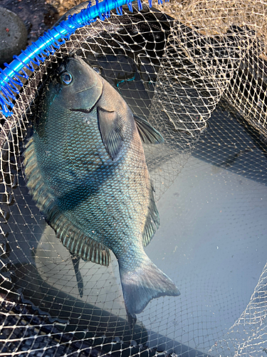 ミシマオコゼの釣果