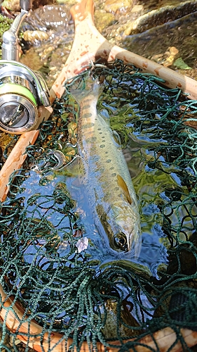 ヤマメの釣果