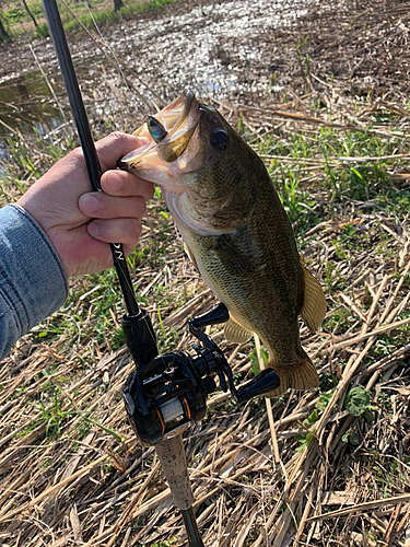 ラージマウスバスの釣果