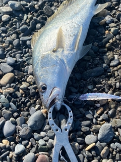 ニベの釣果