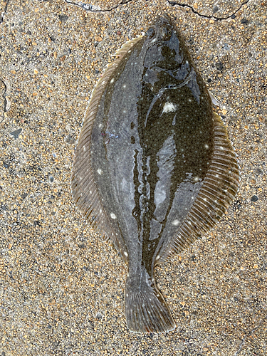 カレイの釣果