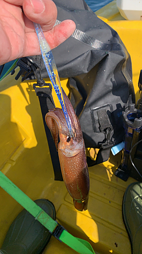 スルメイカの釣果