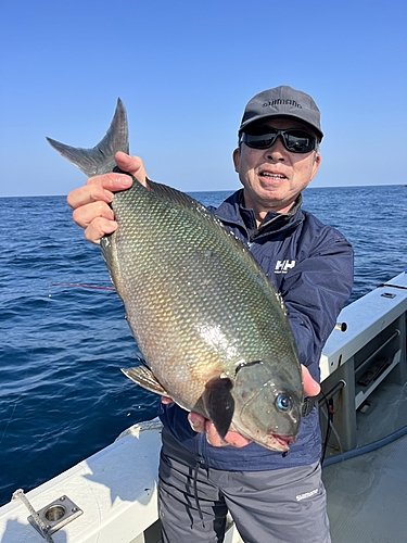 オナガグレの釣果