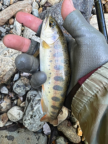 ヤマメの釣果