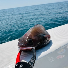 チゴダラの釣果