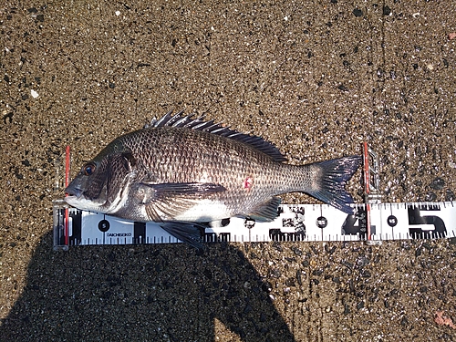 チヌの釣果