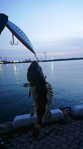 クロソイの釣果