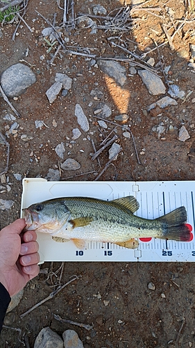 ブラックバスの釣果