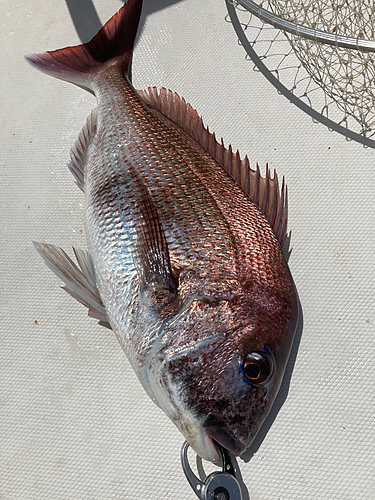 マダイの釣果