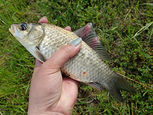 ヘラブナの釣果