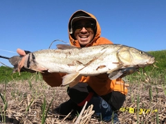 ウケクチウグイの釣果