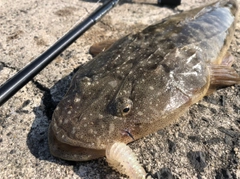 マゴチの釣果