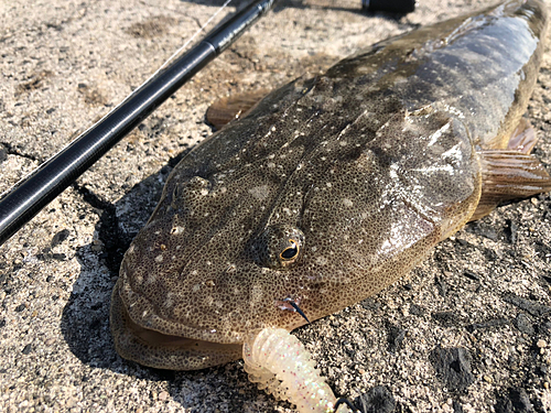 マゴチの釣果