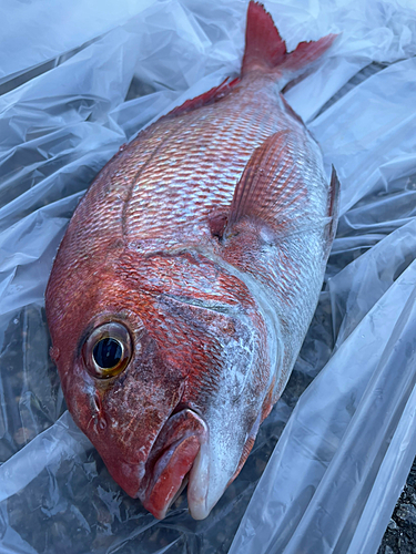 マダイの釣果