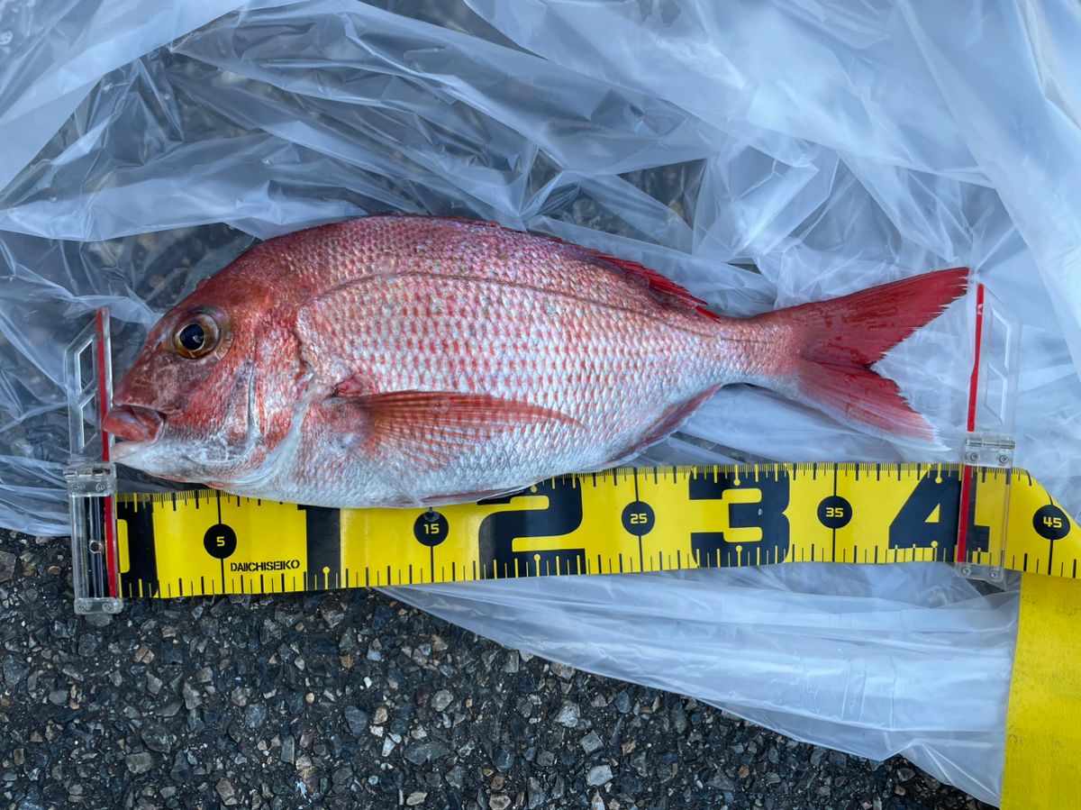 ジギング見習いさんの釣果 2枚目の画像