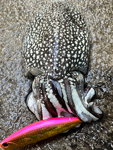 シリヤケイカの釣果