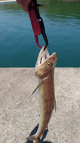 エソの釣果