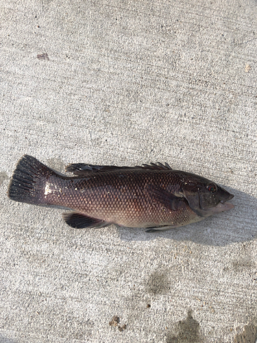 コブダイの釣果