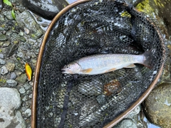 イワナの釣果