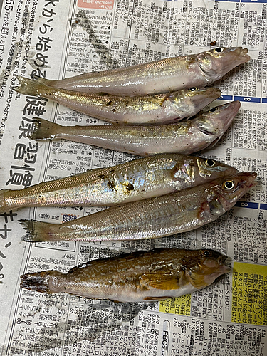 キスの釣果