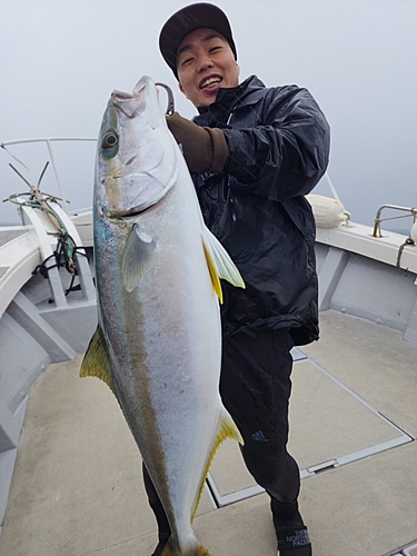 ヒラマサの釣果