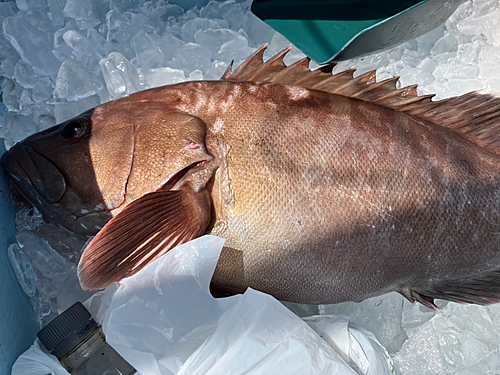 マハタの釣果