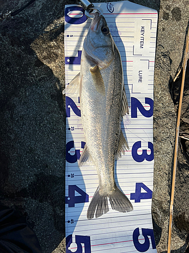 シーバスの釣果