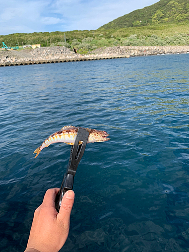 アカエソの釣果