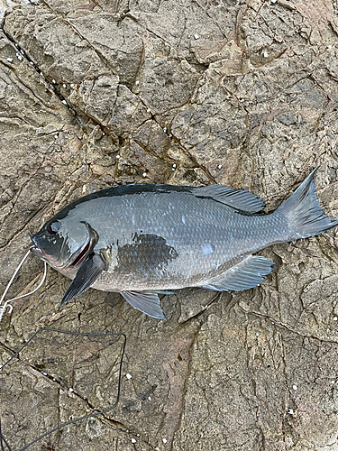 クチブトグレの釣果