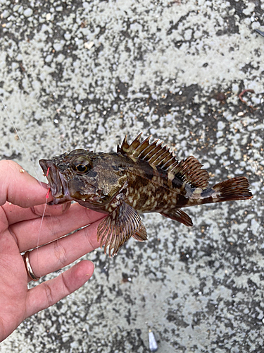 カサゴの釣果