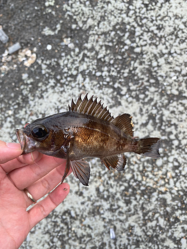 クロメバルの釣果