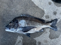 チヌの釣果