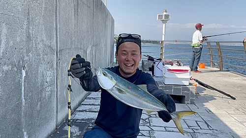 ハマチの釣果