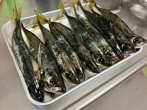 アジの釣果