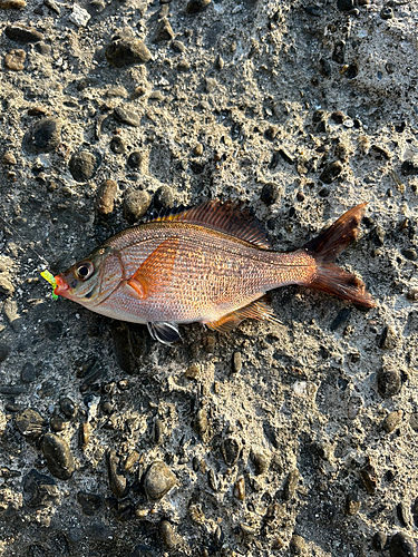 ウミタナゴの釣果