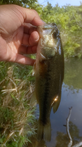 ブラックバスの釣果