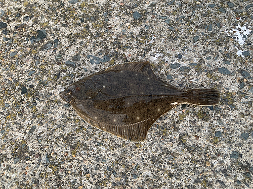 カレイの釣果