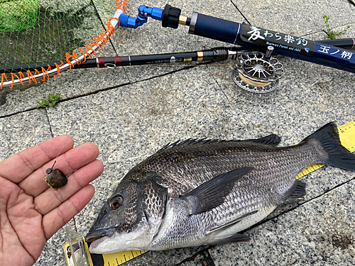 クロダイの釣果