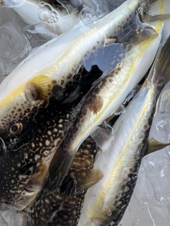 ショウサイフグの釣果