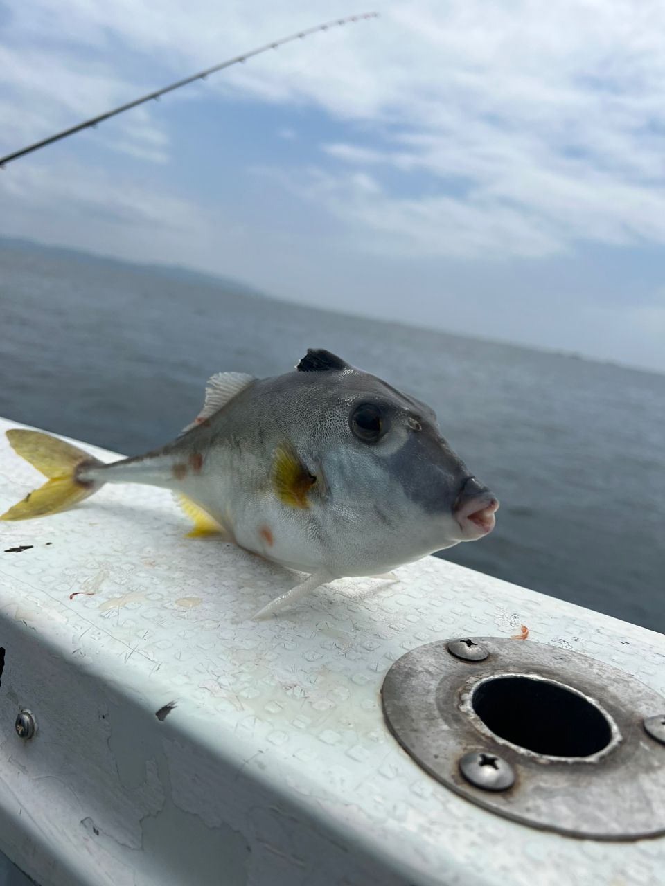 カワハギsamuraiさんの釣果 2枚目の画像