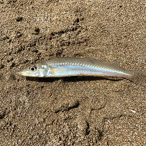 キスの釣果